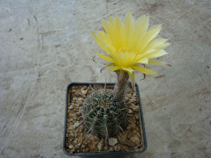 Lobivia aurea    (Britton & Rose) Backeb.1934; Denumire acceptată; Echinopsis aurea Britton &amp;amp;amp; Rose 1922     
Origine: Argentina -nord (-4°C)
