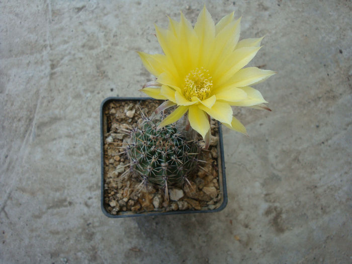 Lobivia aurea   (Britton & Rose) Backeb.1934; Denumire acceptată; Echinopsis aurea Britton &amp;amp; Rose 1922     
Origine: Argentina -nord (-4°C)
