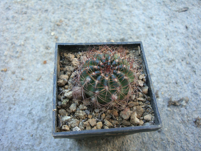 Lobivia cinnabarina      (Hook.) Britton & Rose 1922; Denumire acceptată; Echinopsis cinnabarina (Hook.) Labour.1853  
Origine: Bolivia (munții Andes )
