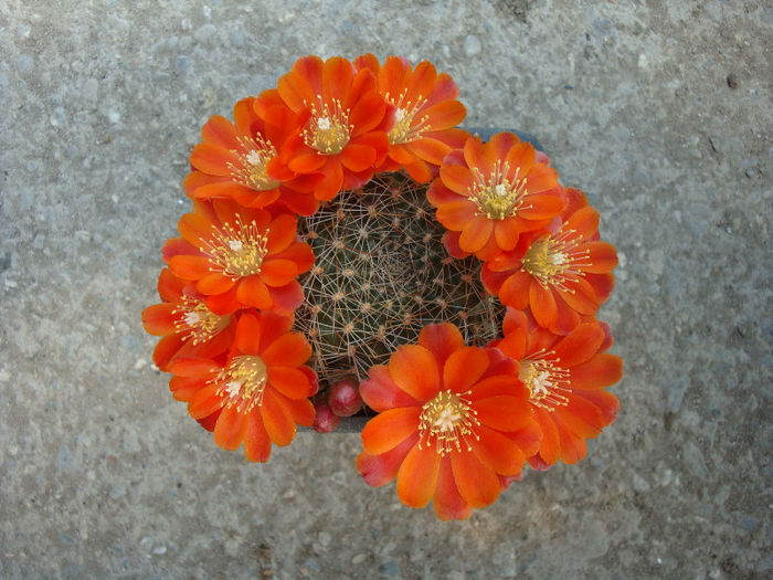 Mediolobivia pectinata var. atrovirens   (Backeb.) Backeb. 1959; Origine: Bolivia, Argentina
