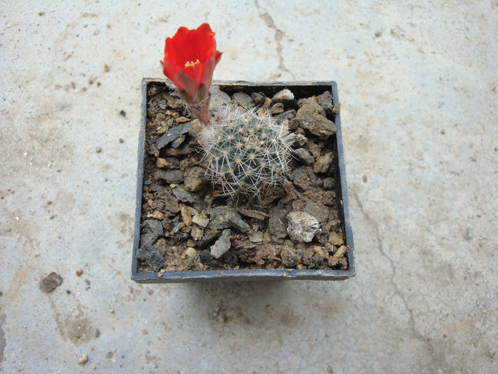 Sulcorebutia frankiana   Rausch 1970