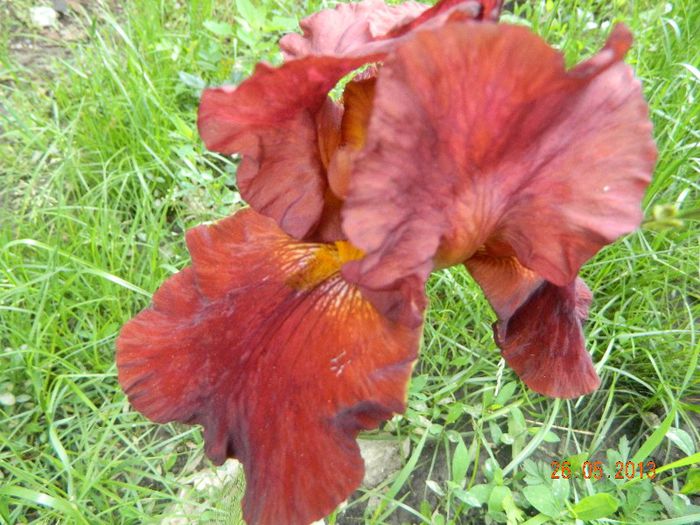 Primul iris inflorit 2013