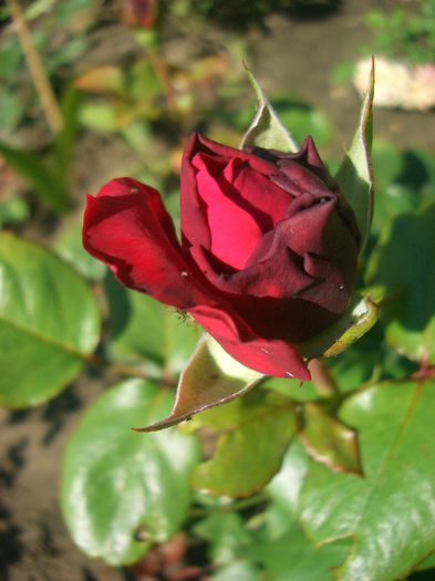 Alain Souchon ® • Caruso • Father's Love • MEIkarouz • Rouge Royale ® • Valentina Casucci; Hybrid Tea, Shrub.  Romantica ™.  Bred by Jacques Mouchotte (France, 2000). 
Introduced in France by Meilland International in 2005
