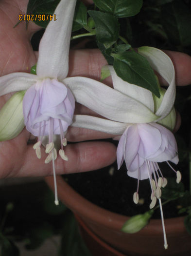 3 hollys beauty - Fuchsiile mele-2013