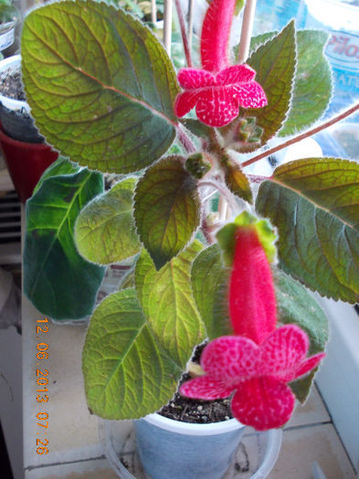 k. no name - kohleria