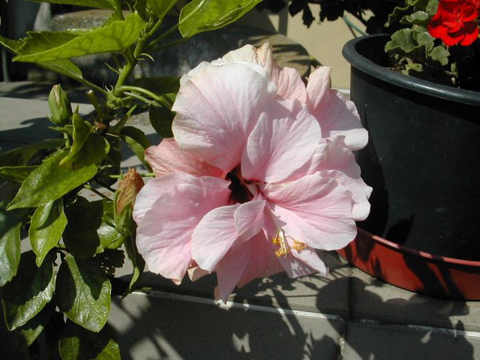 classic pink 16.06.2013 - hibiscusi