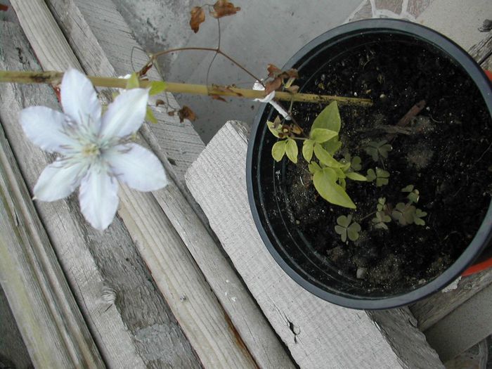 DSCN1482 - clematite