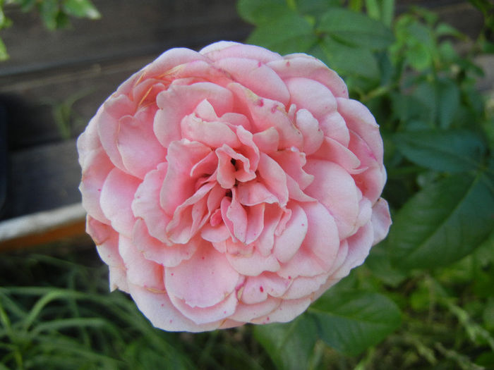 Rose Pleasure (2013, June 15)