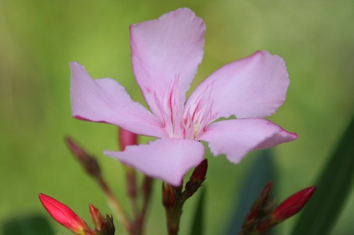 IMG_7515 - 2013 Lendrii - Oleander