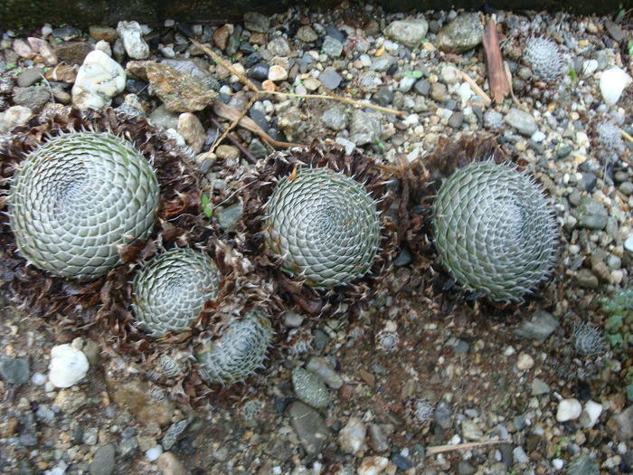 Orostachys spinosa (L.) Sweet 1830; -Vara 
