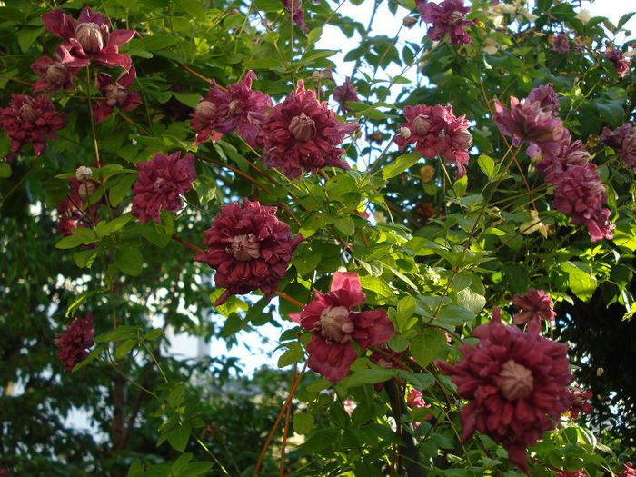 Purpurea Plena Elegans - Clematis 2013