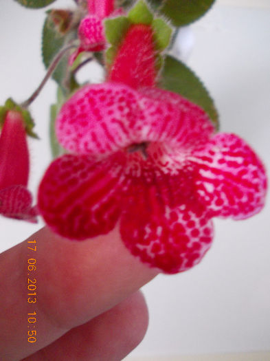 k. no name - kohleria