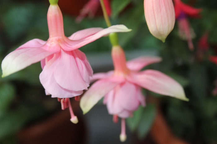 7 pink galore - Fuchsiile mele-2013