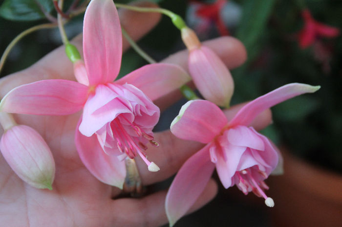 7 pink galore - Fuchsiile mele-2013