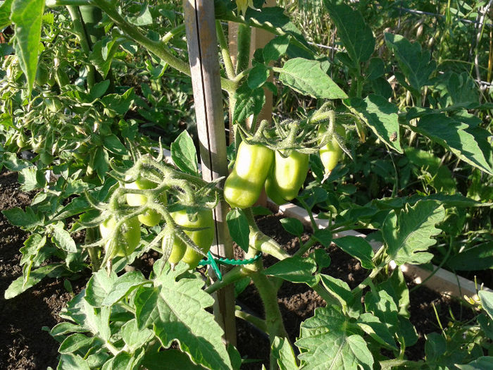 San Marzano buchet fructe