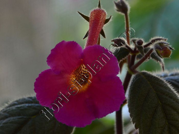 Achimenes Lady Lyttelton