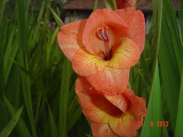 Picture 330 - 0 GLADIOLE-2013