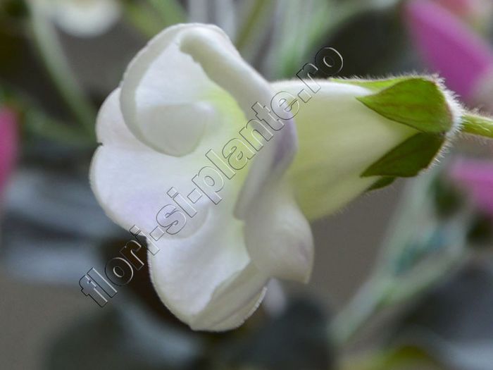 Gloxinia Sweet cream - GLOXINIA _ SINNINGIA