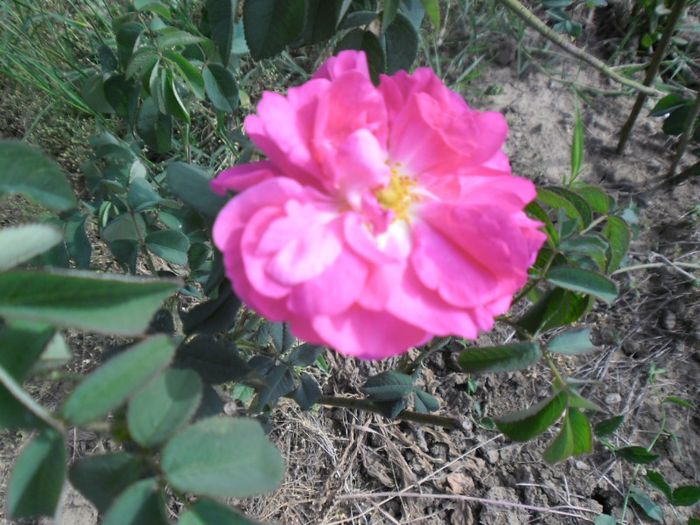 Trandafir dulceata 2; Trandafir dulceata
