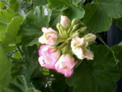 Appleblossom Rosebud