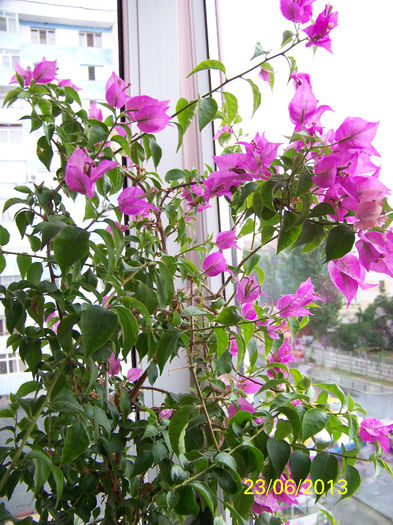 446_9989 - 000 Bougainvillea 2013 - 2014