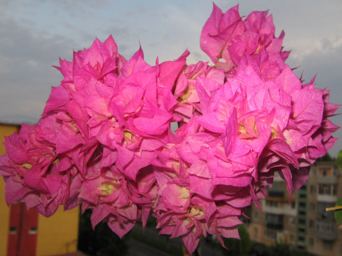 IMG_4858 - bouga Pagoda Pink 2013