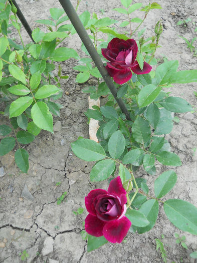 Burgundy Ice - Trandafiri 2013