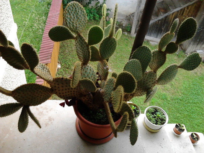 Fotografie0208 - cactusi