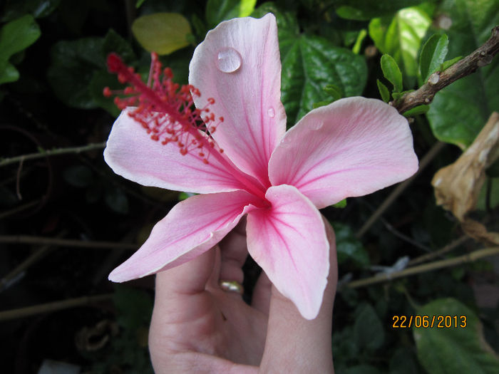 pink wings - hibiscus