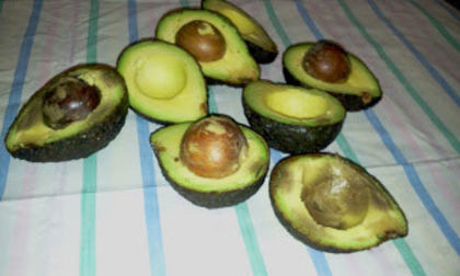 avocado raw