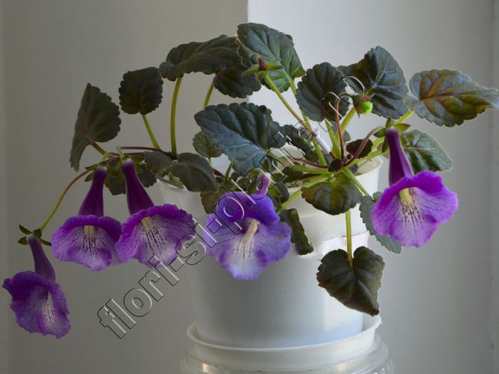 Sinningia Mark Twain - GLOXINIA _ SINNINGIA