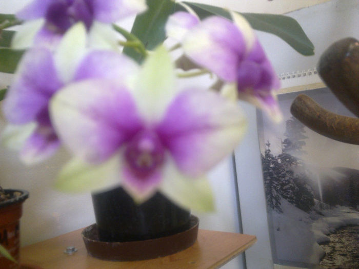 26.06.2013 - dendrobium