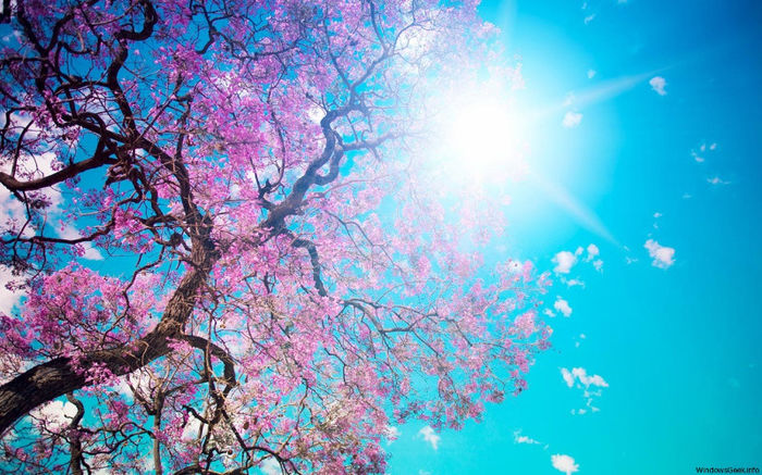 pink_spring_hd_widescreen_wallpapers_1280x800