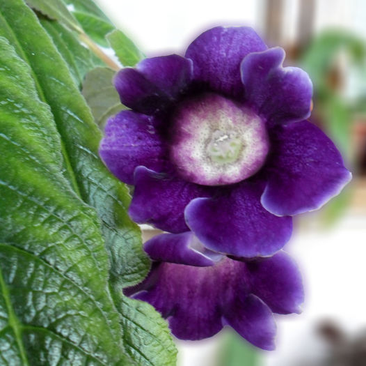 gloxinia Hollywood