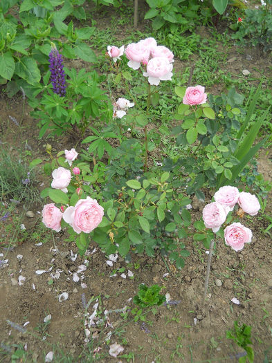 The Alnwick Rose - Trandafiri 2013