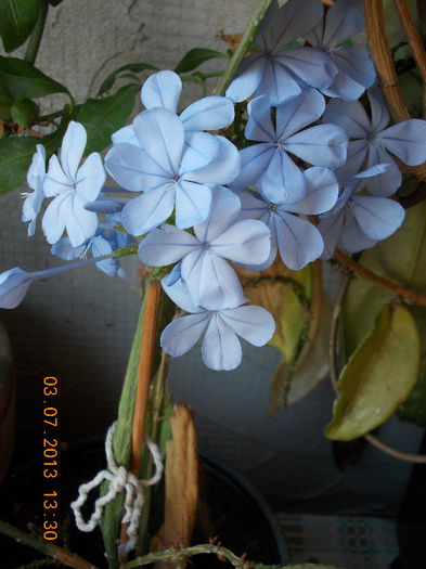 plumbago bleu (auriculata)