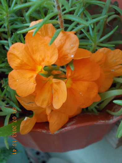 crossandra