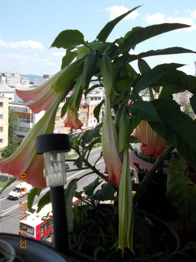 brugm roz - brugmansia si datura