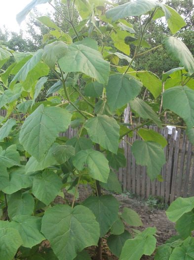 03-06-2013 - Paulownia 2013