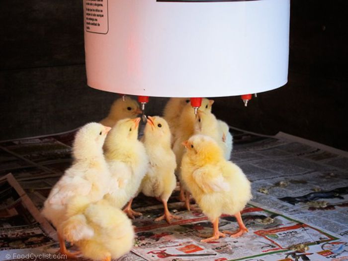chicken-farm-baby-chicks-6768