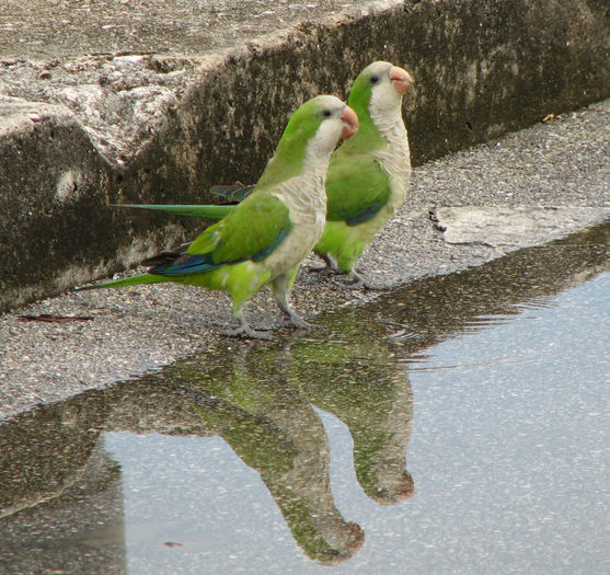 poze net monk parakeet; papagali calugar sau monk parakeet
