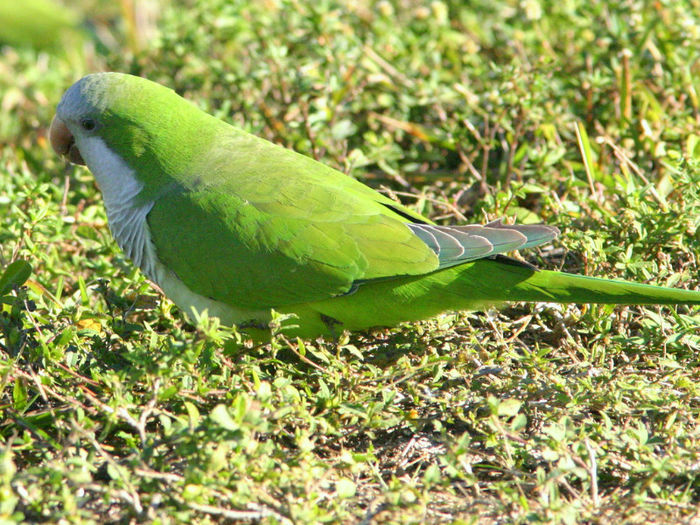 poze net Monk Parakeet; papagali calugar sau monk parakeet
