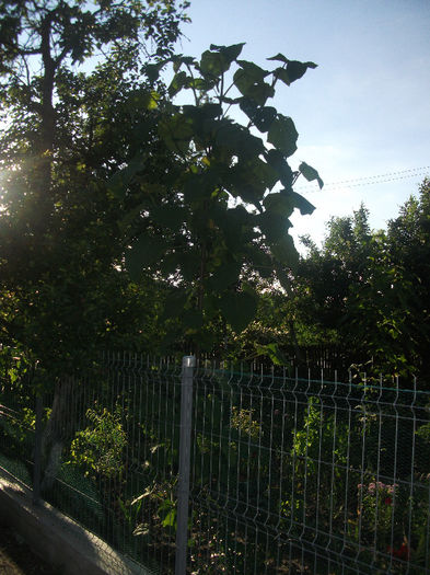 25-05-2013 - Paulownia 2013