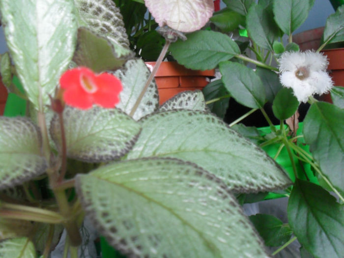 Alsobia si Episcia