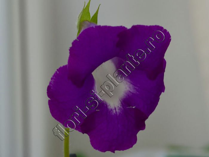 Luci s  Agat Bell - GLOXINIA_SINNINGIA - Hibrizii mei -My hybrids