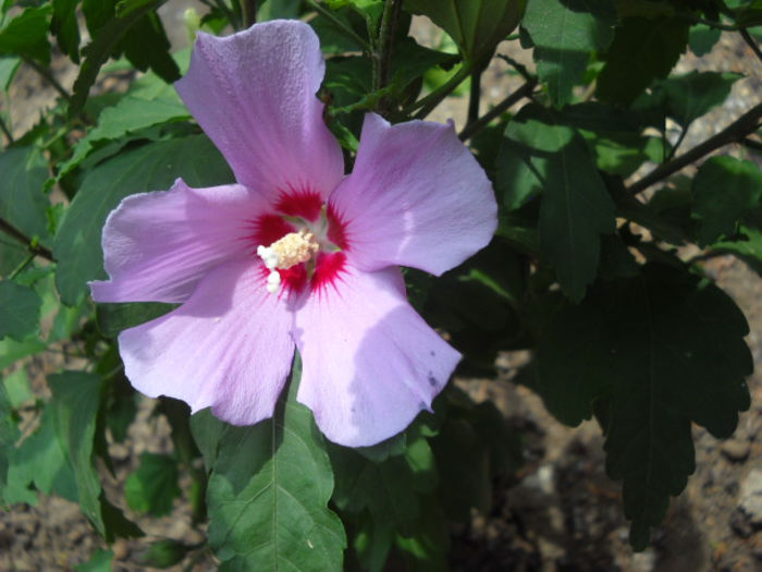 Hibiscus de gradina -10 .07.013