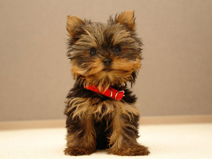 dog-yorkshire-terrier - z-Terrier Yorkshire