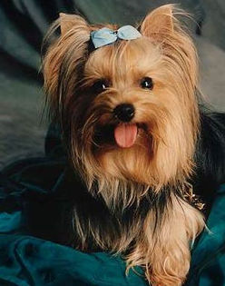 Yorkshire-Terriers