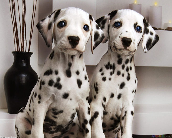 Dalmatian-pups