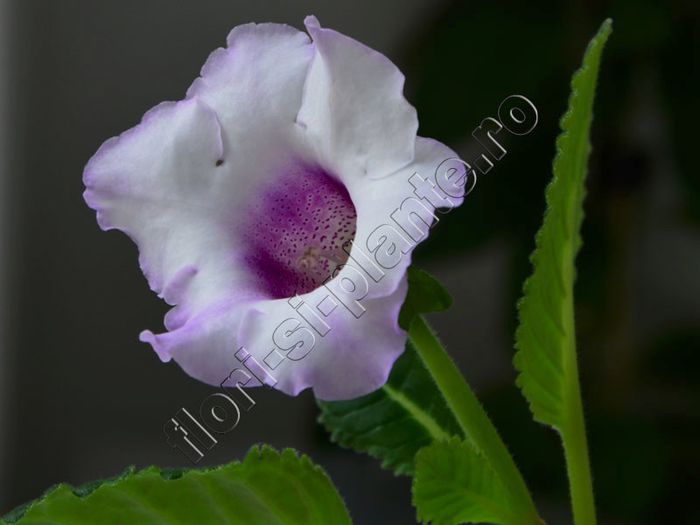 Gloxinia Lilac tenderness - GLOXINIA _ SINNINGIA